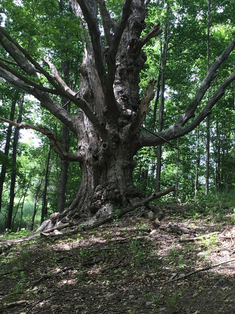 The Biggest Tree in Manchester! | The Manchester Mirror