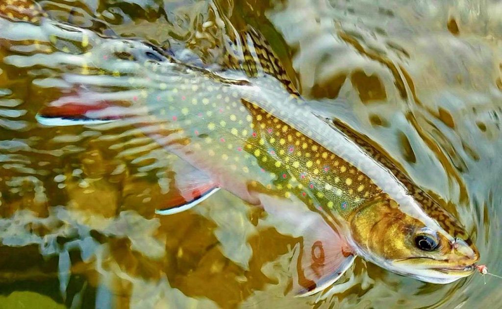 Fixing Typo, Michigan Loosens U.P. Brook Trout Limits — For Now | The ...