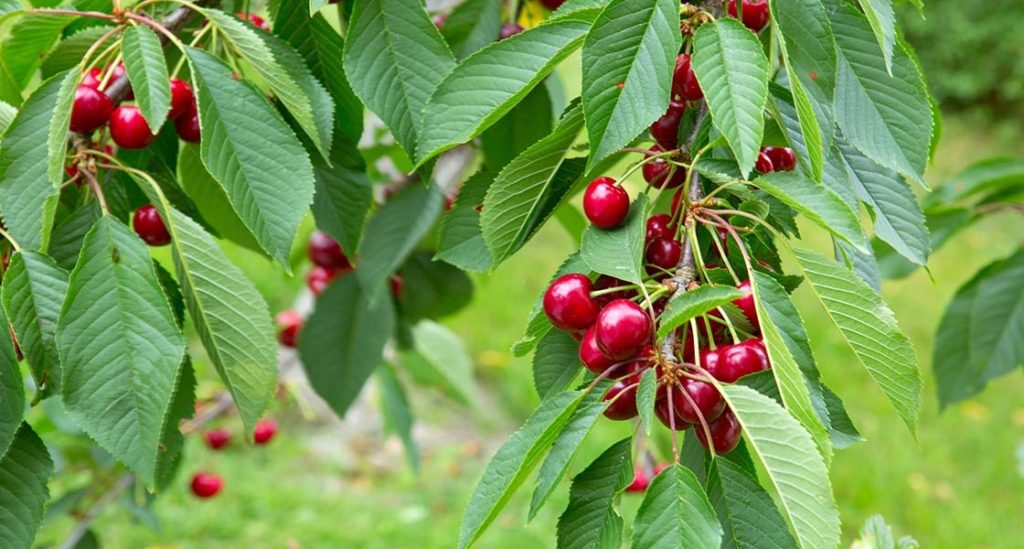 Michigan cherry industry still trying to absorb tariff loss to Turkey