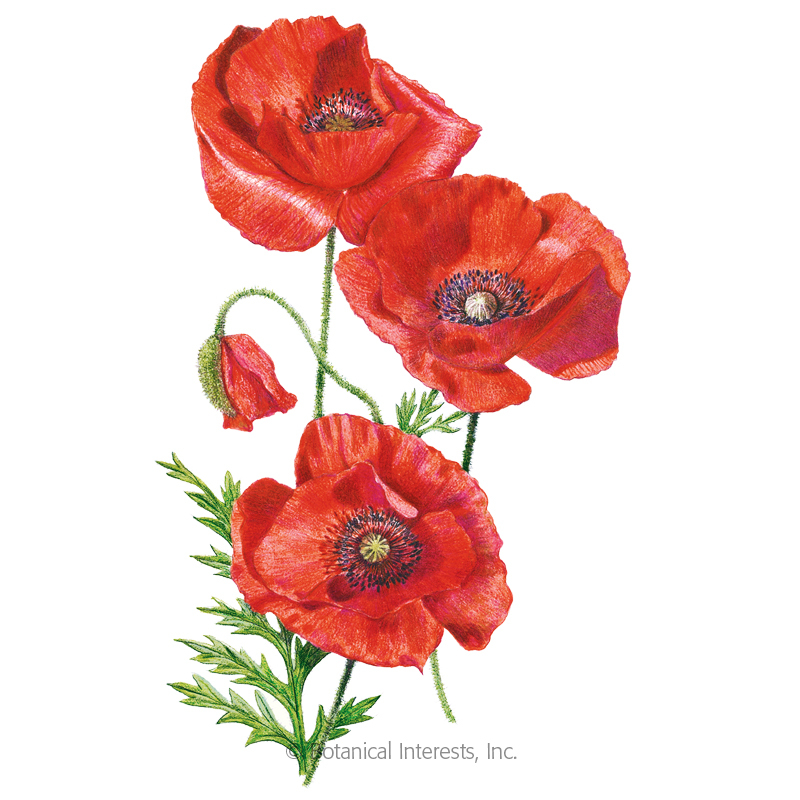 Virtual Poppy Day set by American Legion Auxiliary The Manchester Mirror