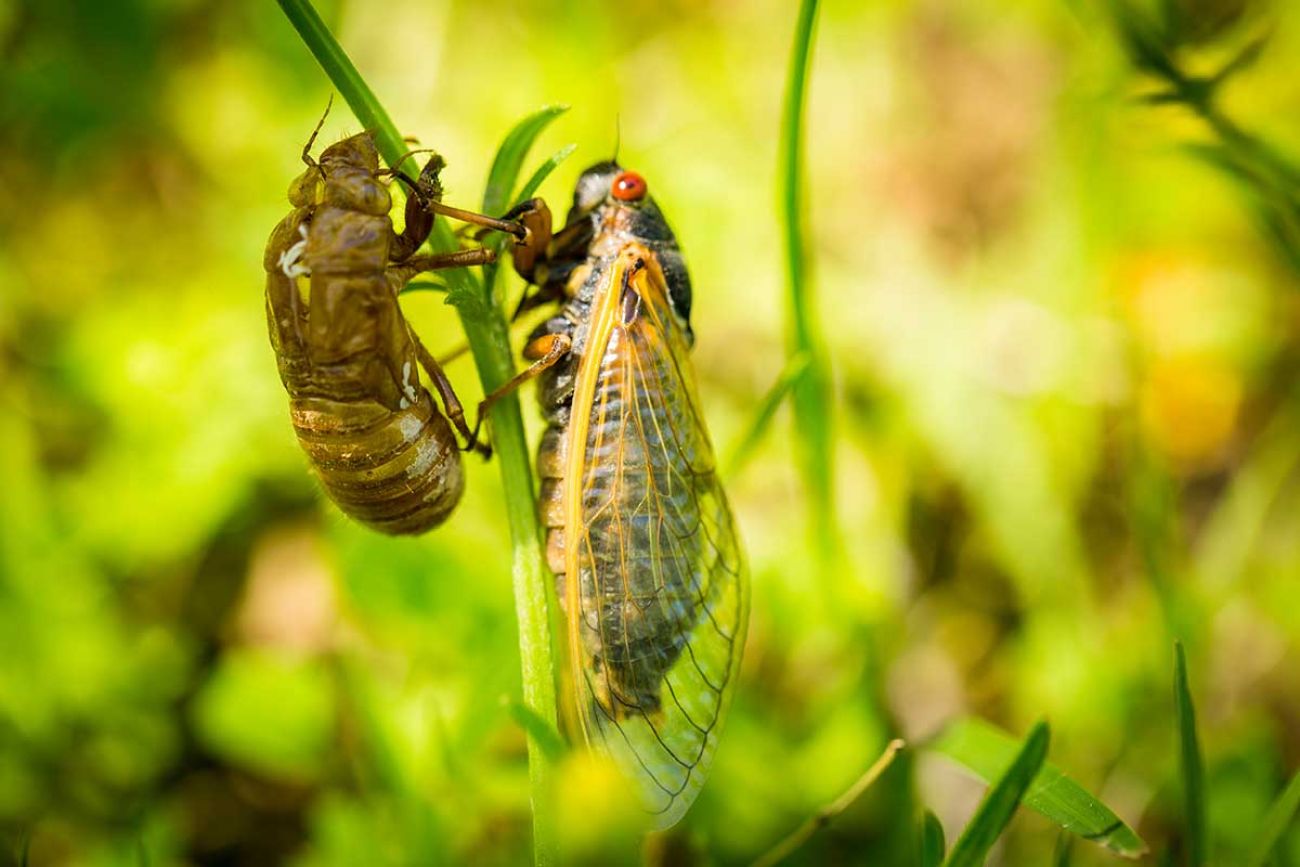 Ann Arbor likely will be ground zero for Michigan cicada invasion The