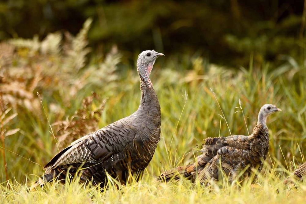 Michigan farms compete with imported turkeys during Thanksgiving The