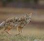 Michigan shortens coyote hunting season, irking some hunters