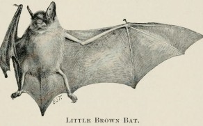Rabid bat found in Washtenaw County