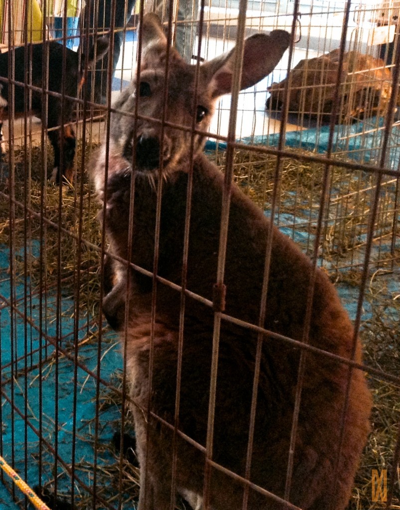 This wallaby sat in a cage all night, having to listen to an endless string of parents saying, "Look, a kangaroo!" He remained stoic.