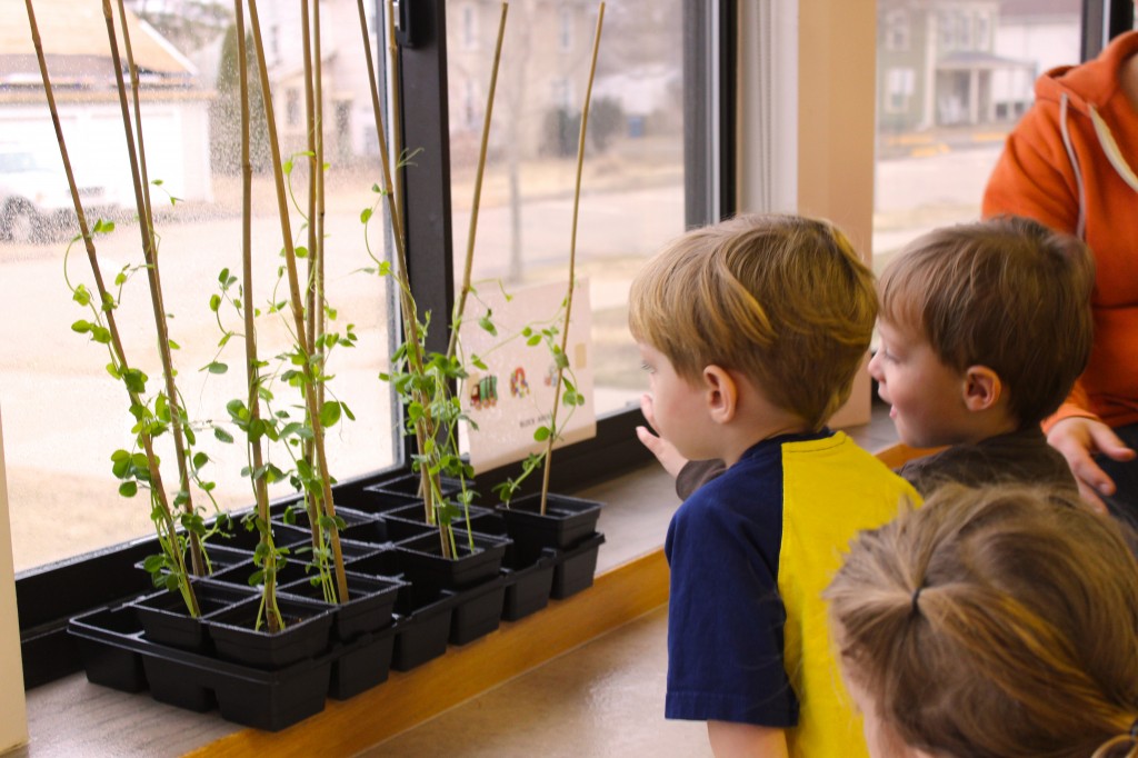 The bright sunny windows in the toddler room is the perfect location for the pea plants the children started for the MECC vegetable garden They will be planted outside in the next few weeks. The children take turns watering with a spray bottle.  