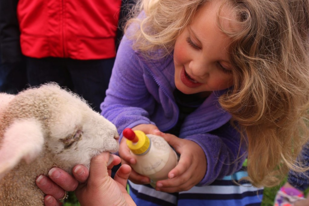 Lauren Kyto tries to feed one of the lambs a bottle at a special outdoor pre-school story time.