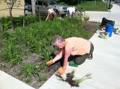 Village Council President Pat Vailliencourt concentrates on an area that needed serious weeding.