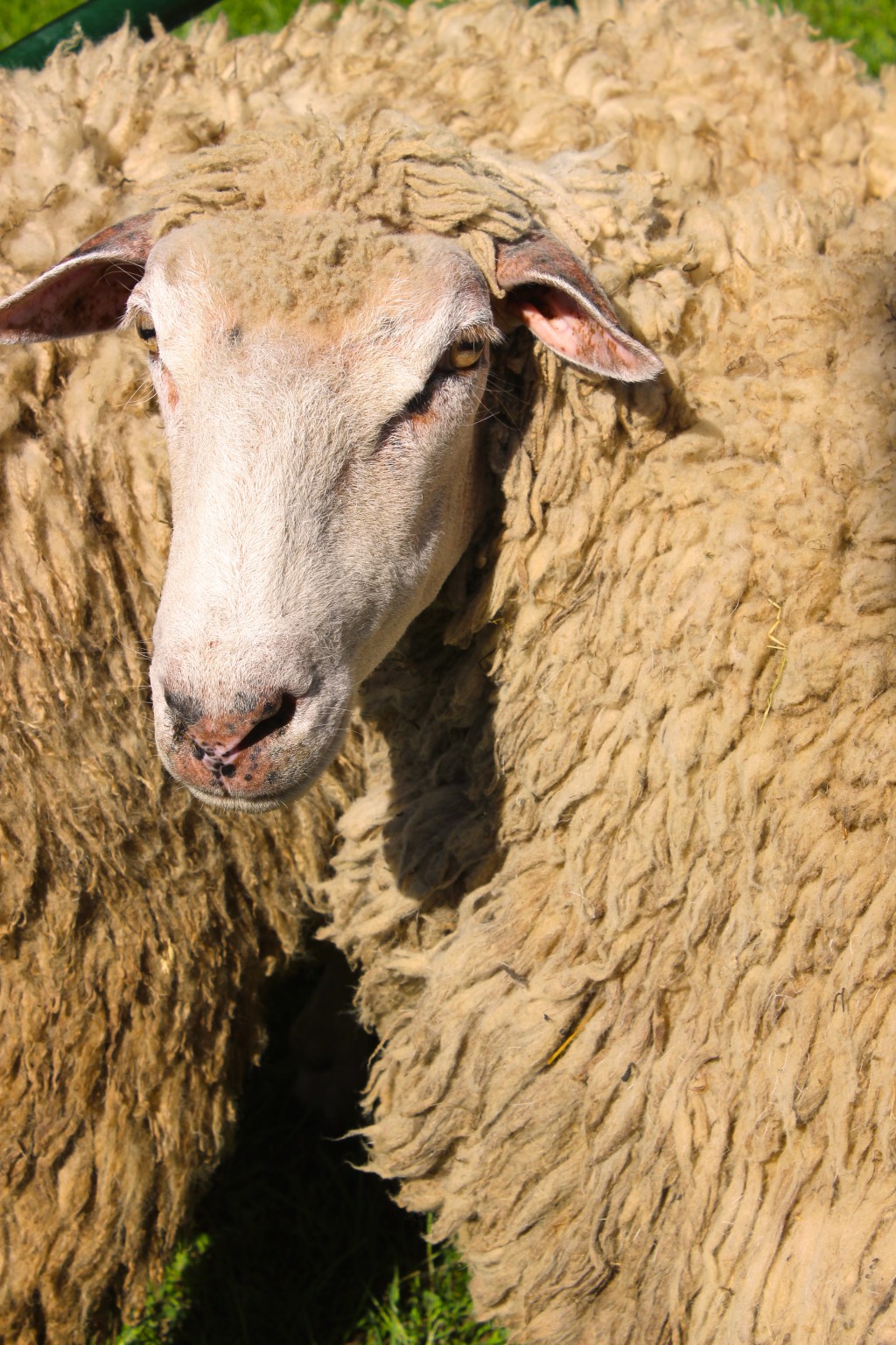 Black Sheep Festival—Farm Fun Came to the Village Thursday | The ...