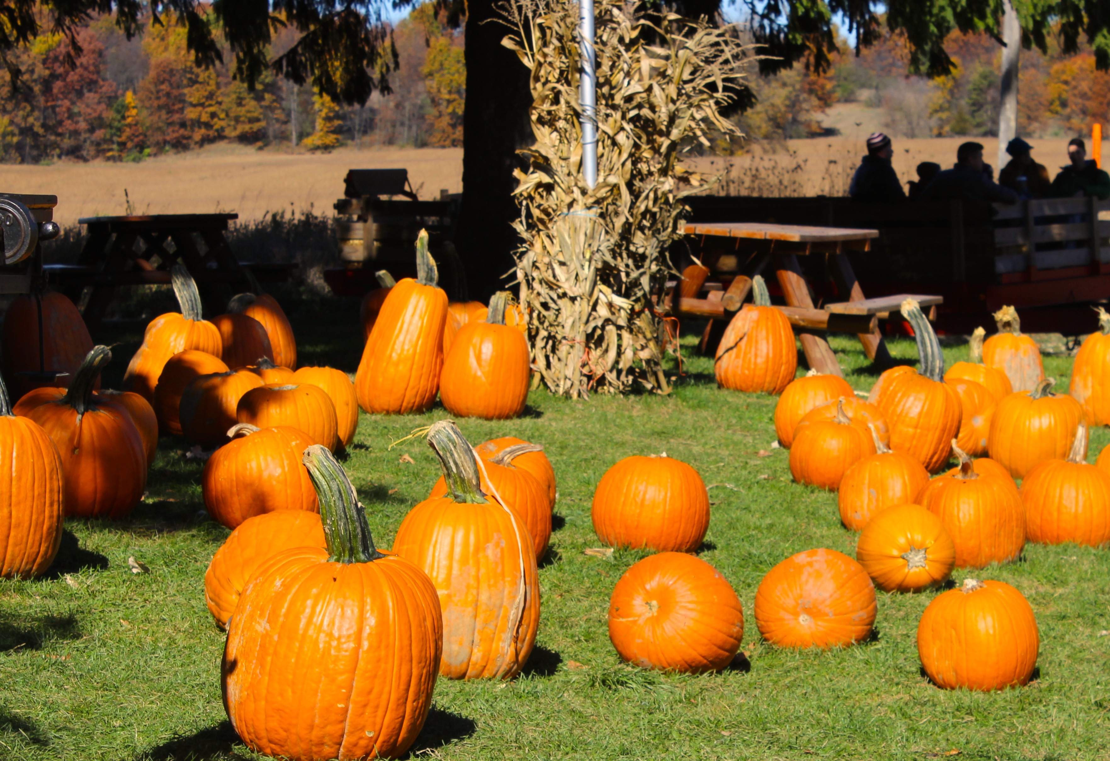 Local Farms Have Still Have Lots of Pumpkins for Sale | The Manchester ...