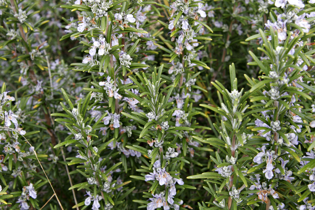 Rosemary in flower.