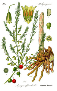 Antique German botanical illustration of asparagus. Asparagus plants can be planted in early May. 