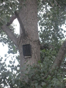 Don’t place your bat house on a tree, as the shade of the tree can keep the house too cool.