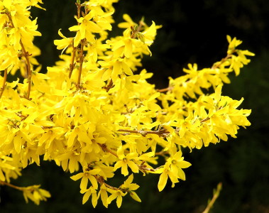 Prune forsythia and other flowering shrubs as soon as they are done flowering.
