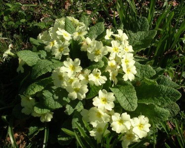 Primrose are one one of the few flowers plants than can be safely planted now. 