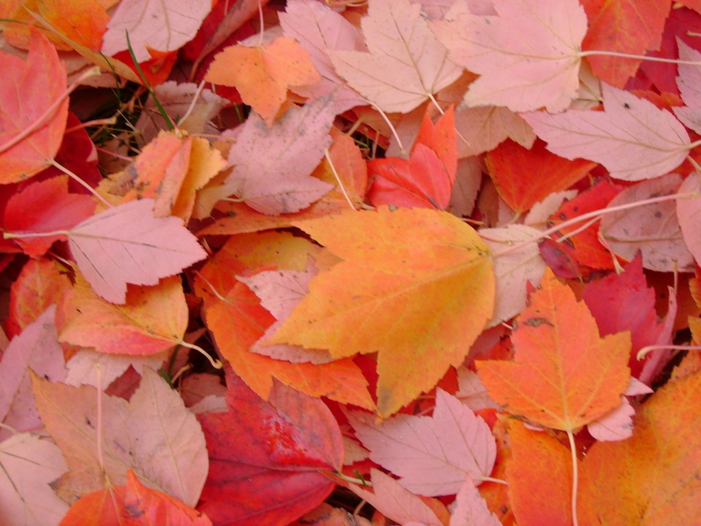 Mow your leaves and to mulch back into your lawn's soil.