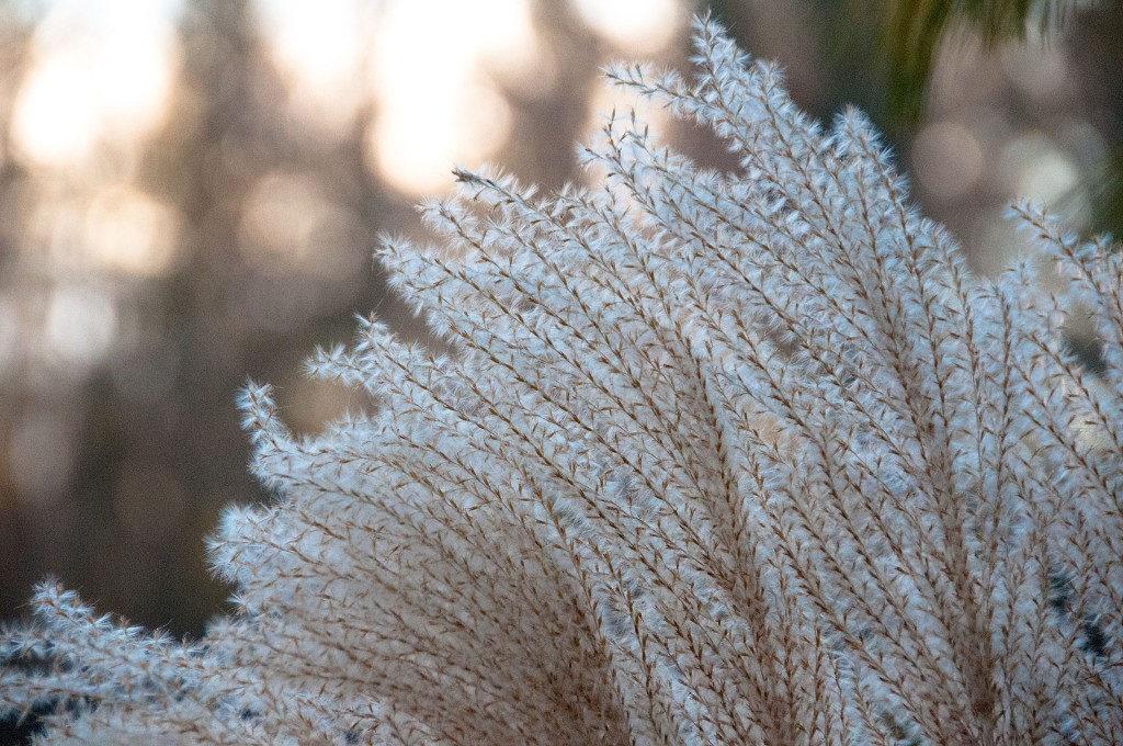 You can cut back ornamental grass like this winter miscanthus, or leave it provide visual interest in your winter garden. 
