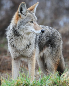According to the Michigan DNR, coyotes are found throughout Michigan and have dispersed into southern Michigan in recent years. Despite being quite common, they are extremely good at remaining unnoticed by humans, even while living in close proximity.