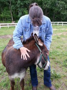 Pokey the donkey giving and getting affection. Photo courtesy of Bridgewater Support Services. 