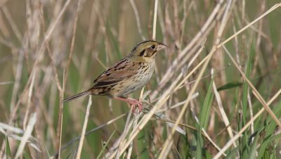 Hens low's Sparrow is an endangered grassland bird found in the Sharonville State Game Area. In addition to protecting game birds, one of the DNR's goes is to protect this and other species popular with birders.