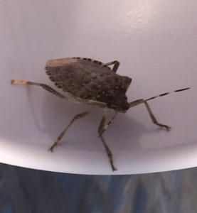 brown marmorated stink bug