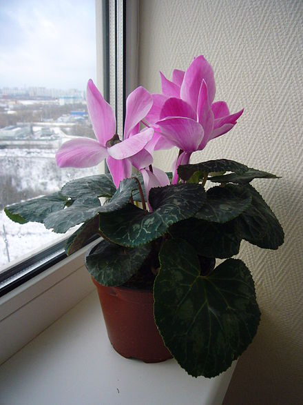 House plants like this Cyclamen sp. need the light coming through the windows in the winter, but don't let their leaves touch the cold glass.