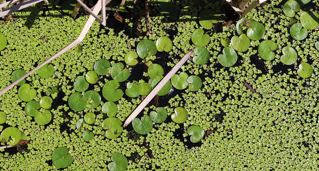 Invasive plants choke Michigan waters. So why can anyone order them Is It Illegal To Pick Water Lilies
