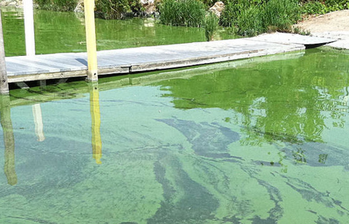 Algae is again fouling Lake Erie. Thanks a lot, Ohio. | The Manchester ...