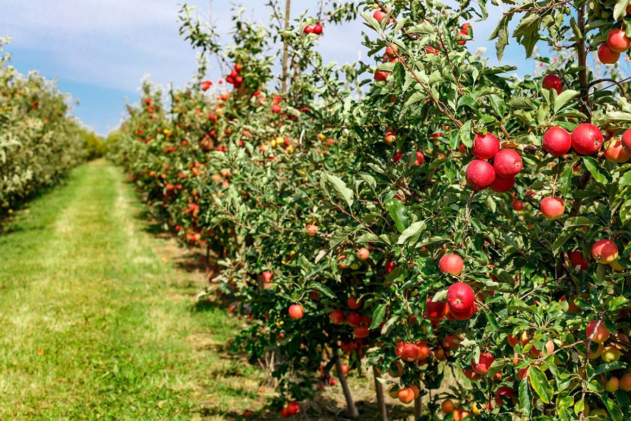 Orchard Program Manchester USDA awards $2 million in grants to help Michigan farms grow specialty ...