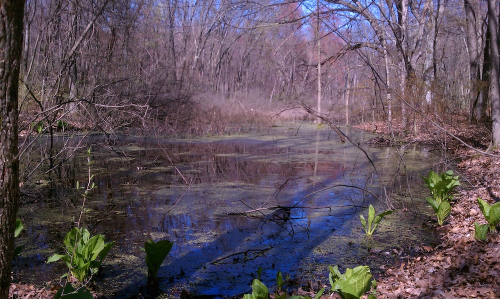 Waterloo Alabama Spring Three spring hikes in Waterloo Recreation Area | The Manchester Mirror